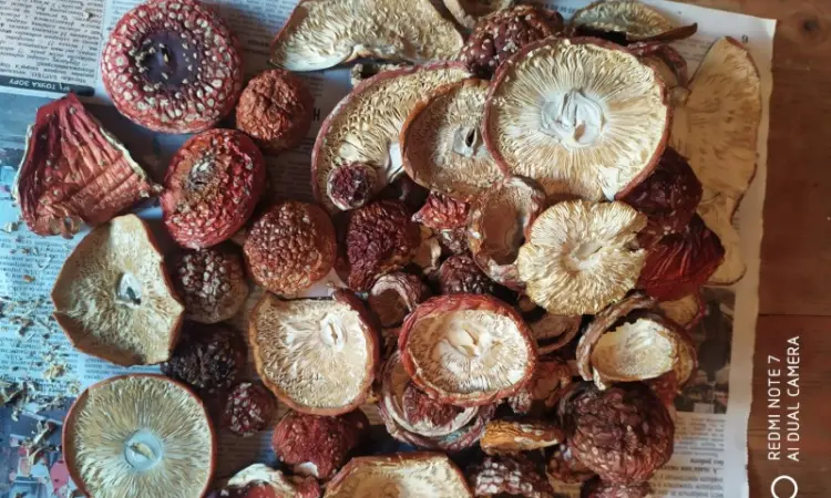 Мухомор красный (Amanita muscaria) высшего качества - фото № 3