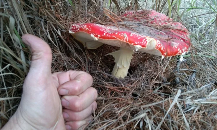 Продажа сушеного Мухомора червоного - фото № 4