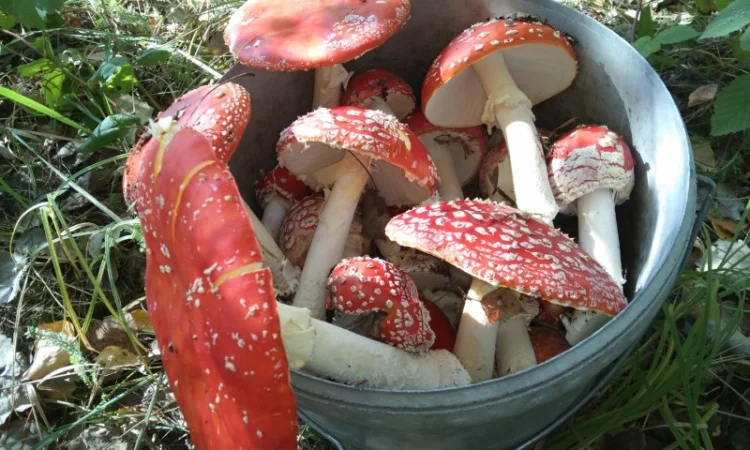 Продажа сушеного Мухомора червоного - фото № 5