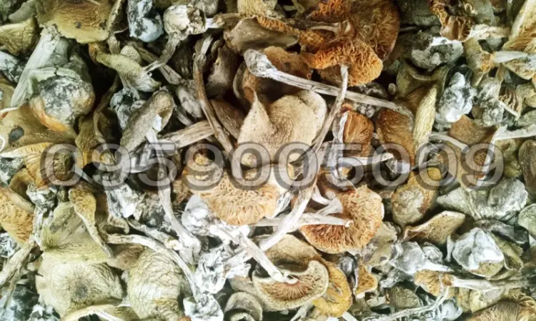 Продажа Бліда поганка (Amanita phalloides) - фото № 2