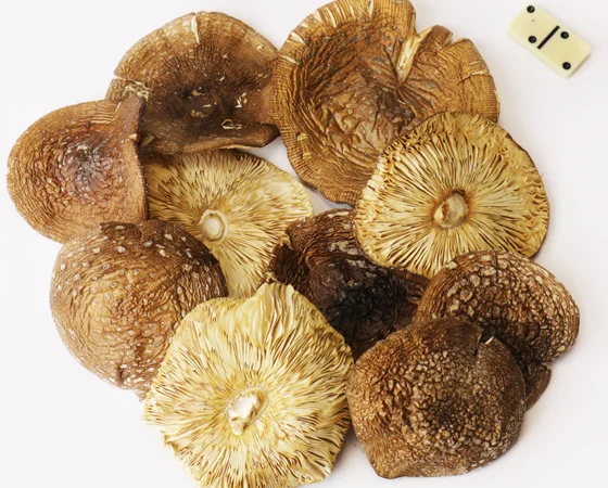 Мухомор пантерний на продажу - фото № 2