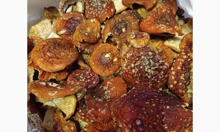 Мухомор червоний, збір 2025 року - фото № 2