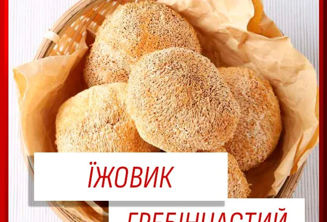 Ежовик Гребенчатий: капсули та порошок - фото № 1