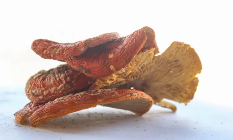 Мухомор красный Amanita muscaria - продажа - фото № 1