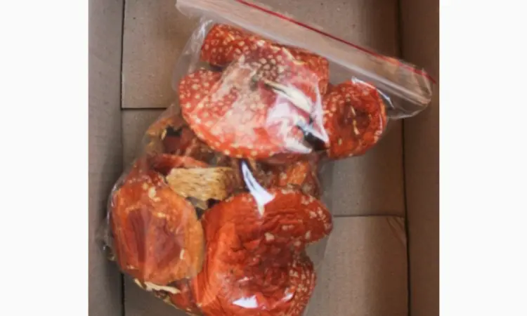Мухомор красный Amanita muscaria - продажа - фото № 2