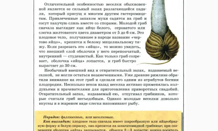 Гриб Веселка на продажу - фото № 5