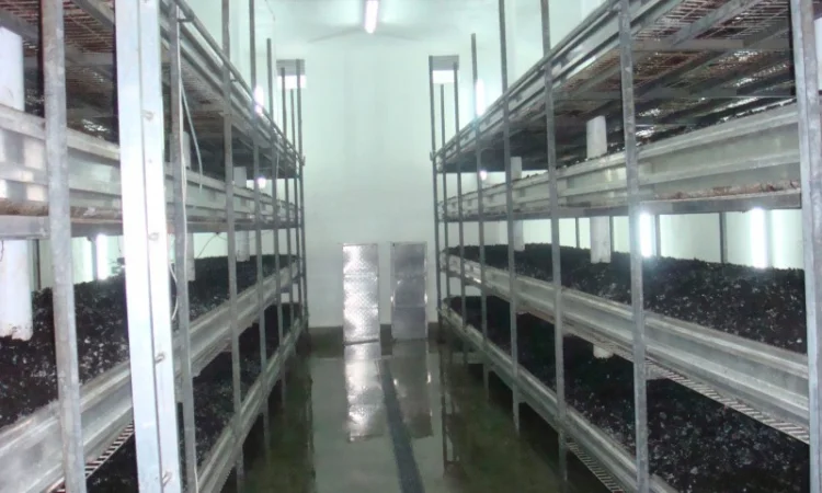 Шампіньони свіжі оптом на продаж - фото № 2