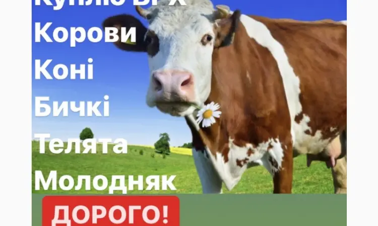 Заготовка КРС и Коней по всей Киевской и Житомирской областях! Звоните КРУГЛОСУТОЧНО - фото № 1