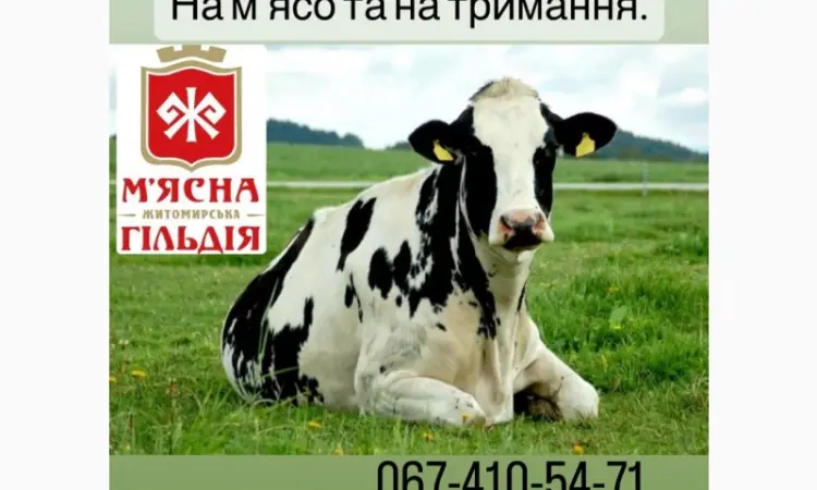 Закупаем КРС - фото № 1