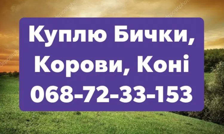 Заготовка Скота (Тывров, Жмеринка, Литин, Хмельник - фото № 1