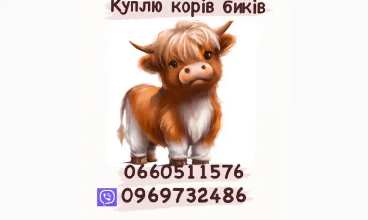 Куплю коров и баранов коней и бычков - фото № 1