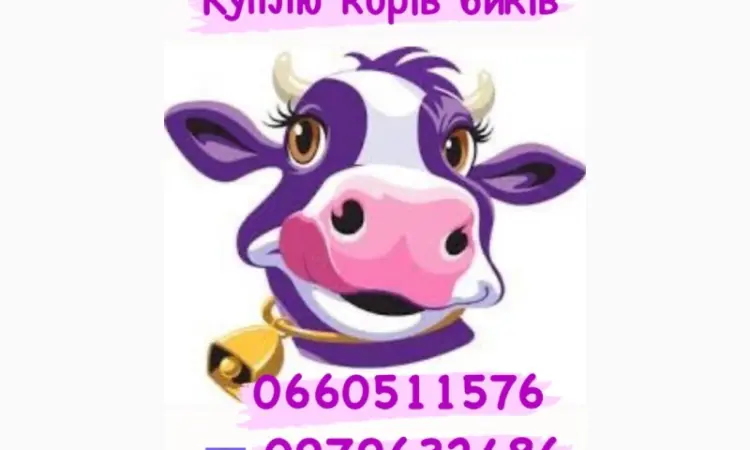 Закупка корів та биків любої породи - фото № 1