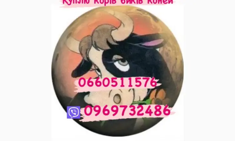 Куплю быков поросят дорого свиней свиноматки - фото № 1