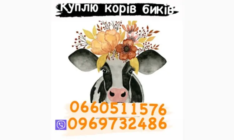 Куплю бичків баранів - фото № 1