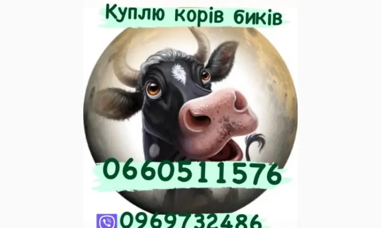 Купимо свиней свиноматок биків корів - фото № 1