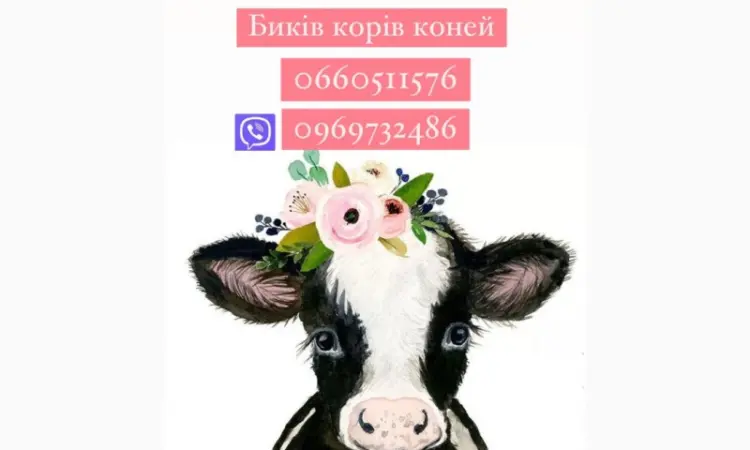 Купим коров быков у населения - фото № 1