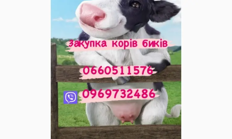 Куплю коров и быков любой веса - фото № 1