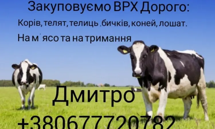 Купляємо : ВРХ - фото № 4