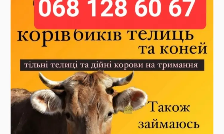 Закупка крс на содержание - фото № 1