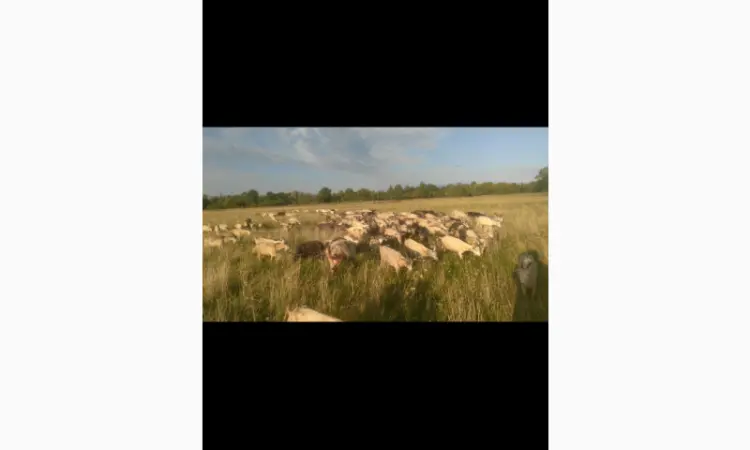 Продам козлів та кіз з документами - фото № 2