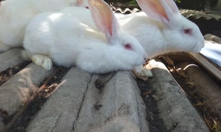 Продается порода кроликов Панони - фото № 1