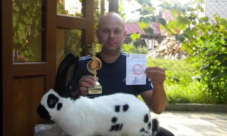 Продам племінні кролики породи Німецький Строкатий Велетень ( Строкач ) - фото № 20