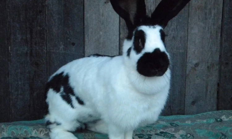 Продаються племінні кролики породи Німецький Строкатий Велетень - фото № 13