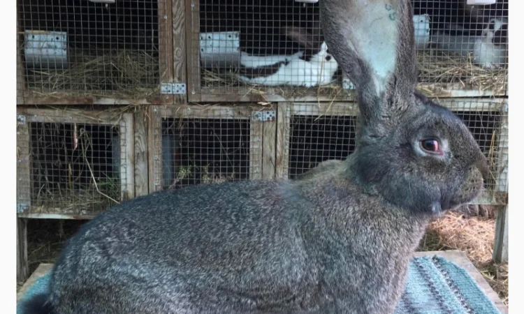 Бельгійський велетень (сірий) - фото № 1