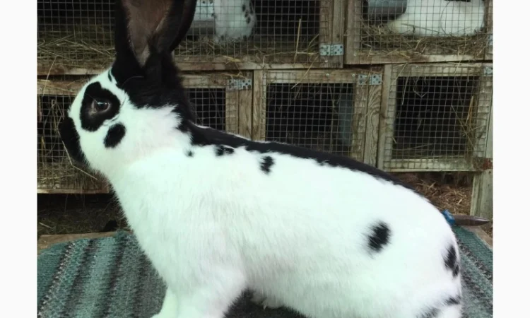 Німецький строкатий велетень на продажу - фото № 3