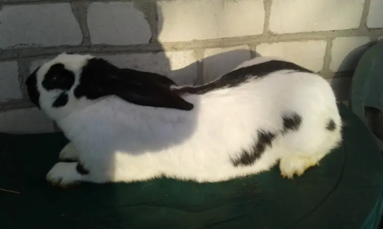 Немецкий строкач - фото № 1