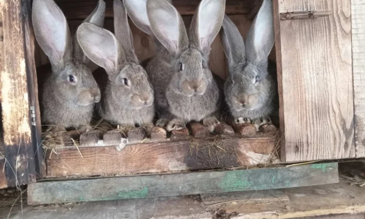 Продаются кролики породы Фландр и Бургунди́я - фото № 1