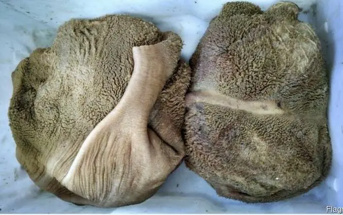 Продам Желудки Говяжьи Мытые - фото № 1