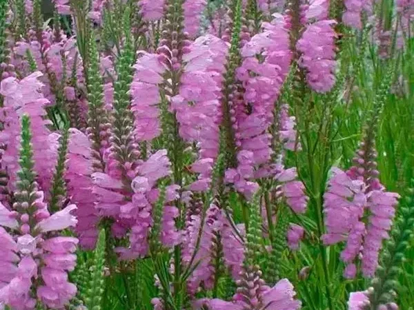 Физостегия розовая и белая по выгодной цене - фото № 9