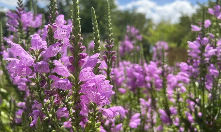 Физостегия розовая и белая по выгодной цене - фото № 10