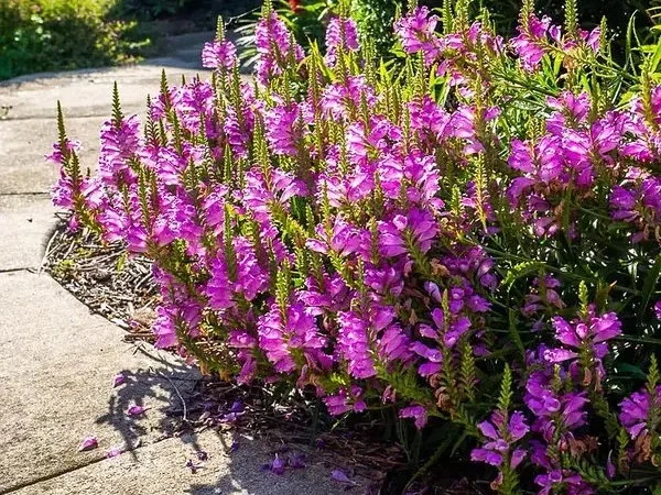 Физостегия розовая и белая по выгодной цене - фото № 1