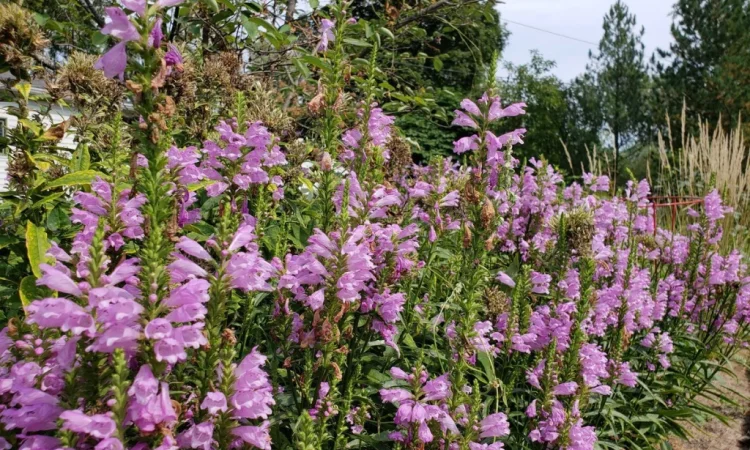 Физостегия розовая и белая по выгодной цене - фото № 3