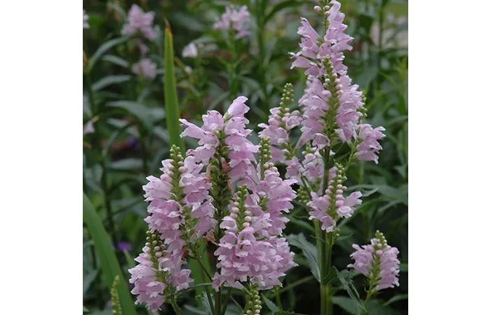 Физостегия розовая и белая по выгодной цене - фото № 6