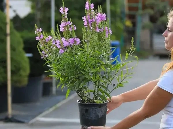 Физостегия розовая и белая по выгодной цене - фото № 7