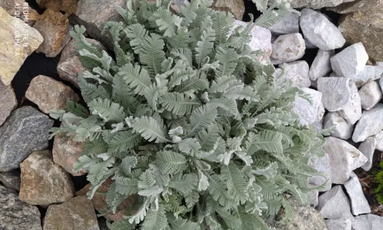 Пижма Гарадянова - фото № 3