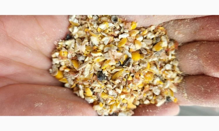 Закупівля некондиційної кукурудзи, сої та пшениці - фото № 1