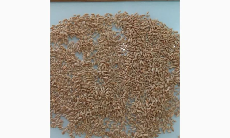 Закупівля некондиційної кукурудзи, сої та пшениці - фото № 4