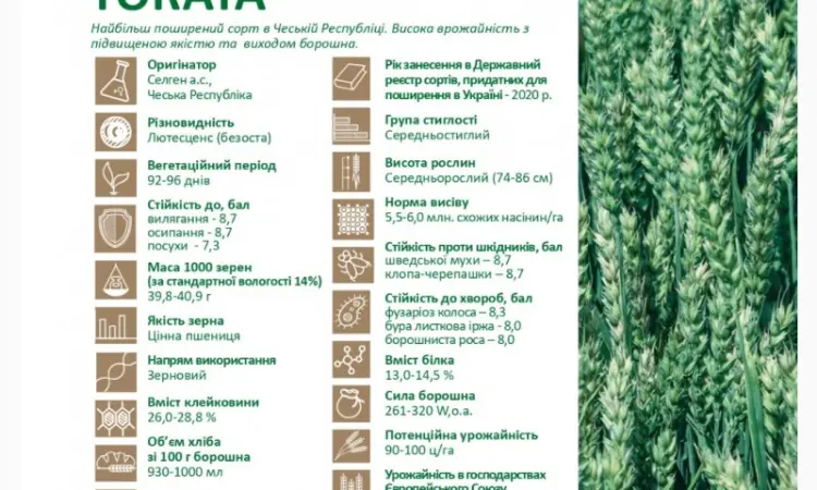 Продается семена яровой пшеницы Токата (СН-1) - фото № 2
