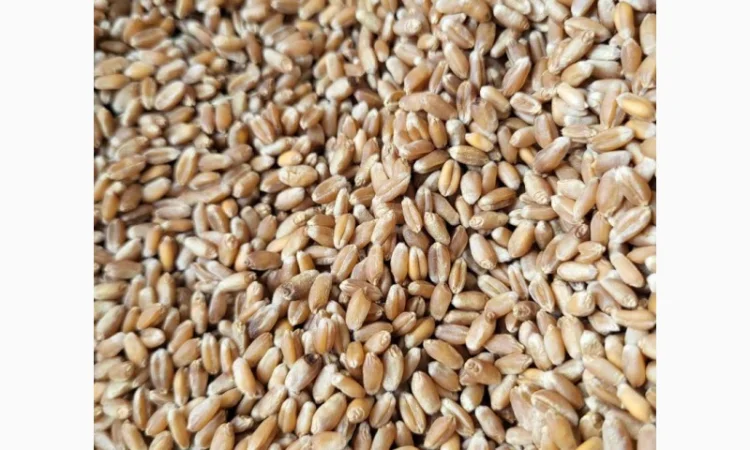 Продаж пшениці 3 клас - фото № 1