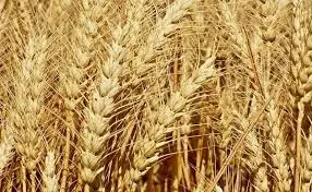 Семена пшениці твердої Харківська 39 - еліта 1 репродукція - фото № 1