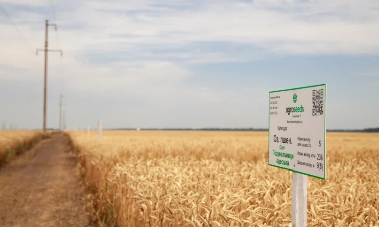 Продаж насіння озимої пшениці - фото № 1