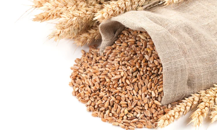 Покупка пшеницы (2/3/4 класс) в Черкассах - фото № 1