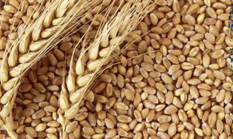 Пшениця фуражна з доставкою в Ригу - фото № 1