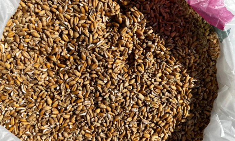 Підприємство закуповує зерновідходи пшениці - фото № 1