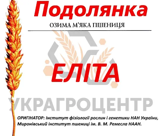 Насіння озимої пшениці Подолянка еліта 2025 - фото № 1