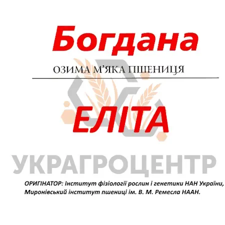Насіння озимої пшениці Богдана еліта 2025 року - фото № 1